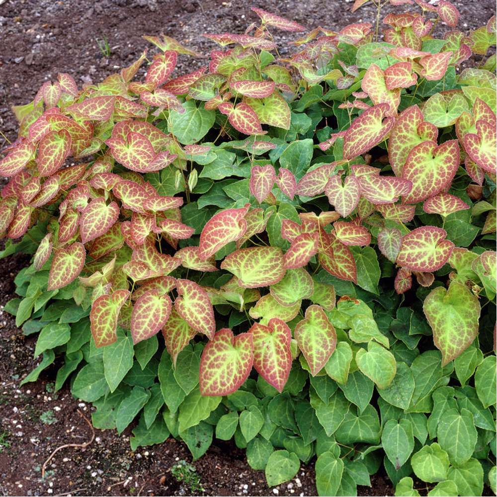 Bispehue 'Frohnleiten' (Epimedium × perralchicum)